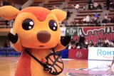 2026/2/14 対鹿児島レブナイズ戦 シカッチェ - 2